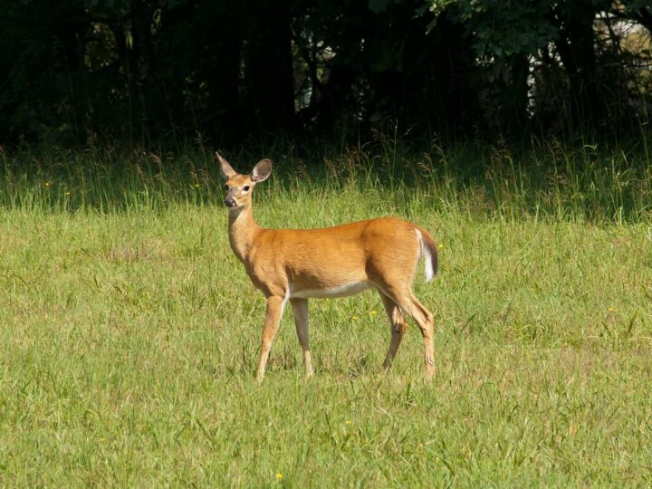Parc aux Cerfs de Marselisborg